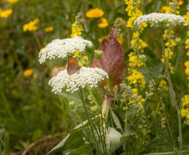 Manuola jurtina bekçisi çayır kahverengisi kelebek daucus carota yabani havuç göğsünde. 