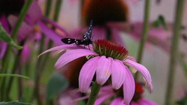Amata phegea, Ekinezya purpureası üzerinde dokuz benekli güve, mor coneflower. 