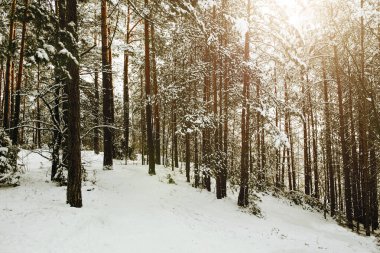 Kış orman yolu. Ağaçlarda kar. Güneş ışığında çam ağaçları. Soğuk doğa manzarası. Sakin kış sahnesi. Barışçıl bir açık hava anı. Ormanda karlı bir patika. Soğuk hava ormanlık güzellik..