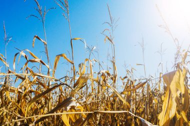 Kuru mısır tarlası arka planı. Çiftlik arazisi. Doku hasat ediliyor. Mavi gökyüzü güneşli gün.