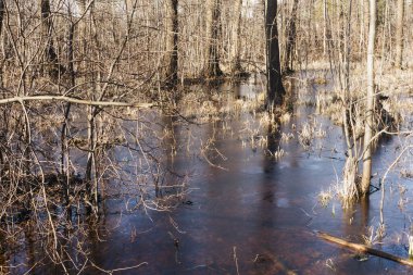 İlkbaharda sel basmış orman. Suda çıplak ağaçlar. Mevsimlik bataklık manzarası. Doğa erken eriyor. Yapraksız orman yansıması. Bataklık ormanı manzaralı. Suyun üzerindeki güneş ışığı. Huzurlu su basmış ağaç manzarası.