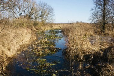 Deresi ve kuru otları olan doğal bir manzara. Vahşi çayırdaki su kanalı. Erken bahar manzarası. Açık mavi gökyüzü ve çıplak ağaçlar. Dokunulmamış kırsal doğa. Sığ nehirde sakin bir yansıma.