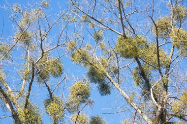 Ökseotu olan kış ağaçları. Çıplak dallar ve mavi gökyüzü. Doğal ökse otu kümeleri. Mevsimlik orman manzarası. Sakin, güneşli bir gün. Sakin doğa manzarası. Şifalı bitkiler. Kışın dinginliğinde vahşi bitki örtüsü.