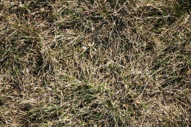 Orman zemin dokusu. Kuru ot arka planı. Dünya çevresi.