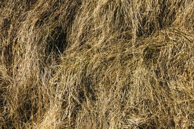 Kahverengi saman dokusu. Sonbahar kurutulmuş bitki. Küçük pipet desenleri. Kuru sonbahar çitleri. 