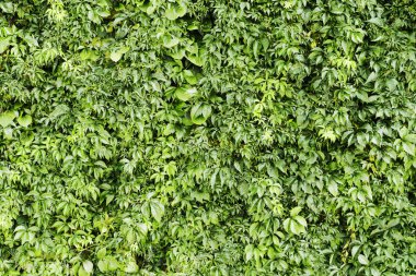 Tırmanıcı bitki arka planı. Ürpertici bitki dokusu. Gedge çalı deseni. Doğal yaz duvarı. 
