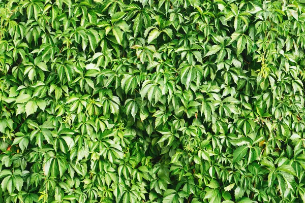 Tırmanıcı bitki arka planı. Ürpertici bitki dokusu. Gedge çalı deseni.