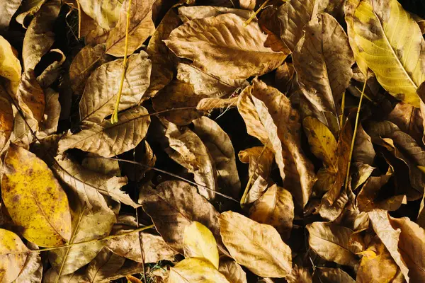 Kuru sonbahar yaprakları arka planda. Düşen yaprakların doğal kahverengi ve sarı dokusu. Mevsimlik orman zemin kompozisyonu. Sonbahar temaları, eko tasarımları veya organik şablonlar için kırsal doğa deseni ideal.