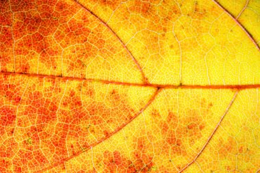 Sarı sonbahar yaprağı arka planı. Canlı altın rengi doğal damar dokusu. Kapalı makro turuncu düşüş deseni.