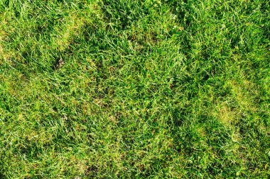 Yeşil çimen arka planı. Canlı çimen dokusunun yakın plan çekimi