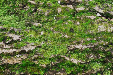 Yosun ve çimen dokusu. Doğal yeşil zemin. Bahar bitkileri ve kuru dallar.