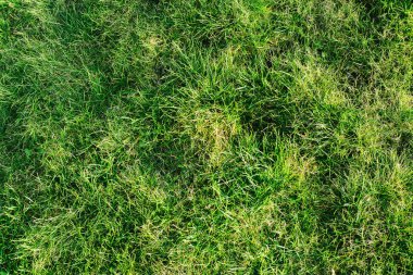 Yeşil çimen arka planı. Canlı çimen dokusunun yakın plan çekimi