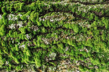 Ağaç kabuğunda yeşil yosun. Doğal orman dokusu. Eski bagajı kapat. Organik liken ve kaba ahşap. Taze orman geçmişi. Dokunulmamış doğa yüzeyi.
