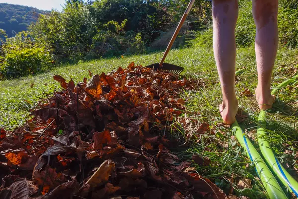 Het Opruimen Van Droge Bladeren Tuin Een Plastic Hark Menselijke — Stockfoto