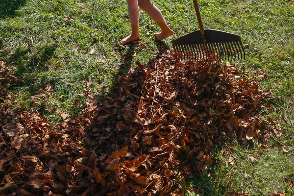 庭の乾いた葉を掃除する プラスチックのレーキ 人間の足 トップビュー 芝生の上の人間の足 ビニラゴ 葉の山 紅葉した紅葉が芝生に残ります 葉のレーキで葉を落とすプロセス — ストック写真
