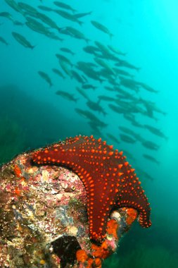 Sea Star, Denizyıldızı, Galapagos Ulusal Parkı, UNESCO Dünya Mirası Alanı, Galapagos Adaları, Pasifik Okyanusu, Ekvador, Amerika