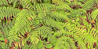 Eğreltiotu Yaprakları 'nın Yoğun Bitkisel Görünümü Orman Dokulu Arkaplanda