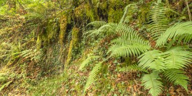 Fern, Fragas do Eume Doğal Parkı, Pontedeume, La Coruna, Galiçya, İspanya, Avrupa