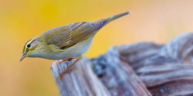 Willow Warbler, Phylloscopus trochilus, Akdeniz Ormanı, Kastilya Leon, İspanya, Avrupa