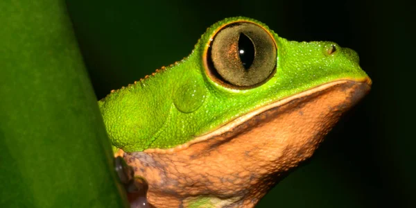 Tiger-Striped Leaf Frog, Callimedusa tomopterna,  Rainforest, Napo River Basin, Amazonia, Ecuador, America