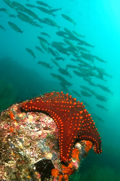 Sea Star, Denizyıldızı, Galapagos Ulusal Parkı, UNESCO Dünya Mirası Alanı, Galapagos Adaları, Pasifik Okyanusu, Ekvador, Amerika