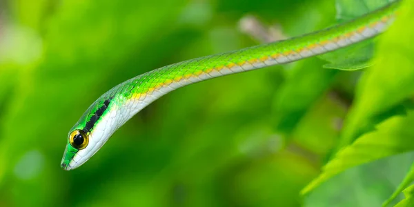 Serpiente Loro Serpiente Loro Satinado Leptophis Depressirostris Selva Tropical Parque —  Fotos de Stock