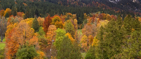 Вид Смешанный Лес Парка Дворца Линдермана Баварских Альпах Бавария Германия — стоковое фото