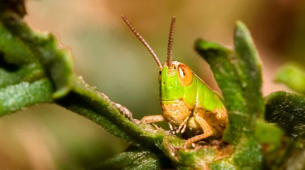 Grasshopper Nationaal Park Sierra Guadarrama Segovia Castilla Leon Spanje Europa — Stockfoto