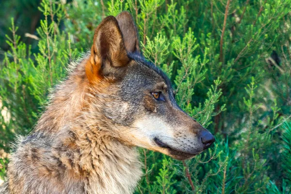 stock image Iberian Wolf, Grey Wolf, Canis lupus signatus, Zamora, Castile and Leon, Spain, Europe