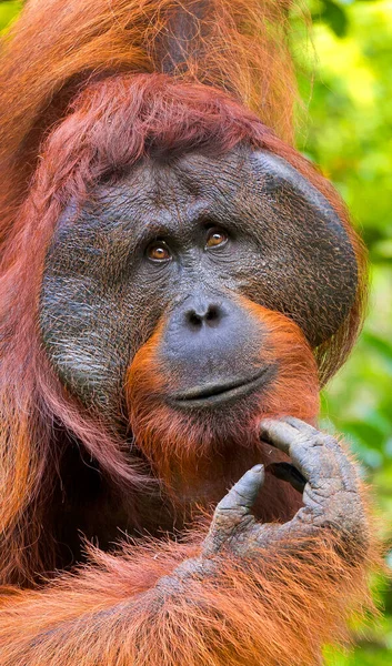 Orangutan Pongo Pygmaeus Sekonyer River Tanjung Puting National Park Kalimantan — Φωτογραφία Αρχείου