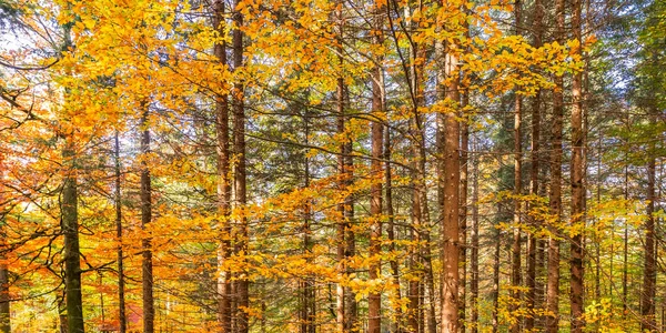 Autumn Mixed Forest Βαυαρικές Άλπεις Hohenschwangau Fussen Ostallagu Βαυαρία Γερμανία — Φωτογραφία Αρχείου