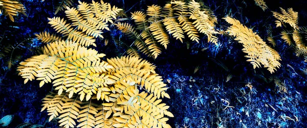 Hustá Vegetace Pohled Kapradinové Listy Lesním Texturovaném Pozadí — Stock fotografie