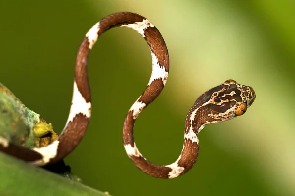 Blunthead Tree Snake Imantodes Cenchoa Foresta Pluviale Bacino Del Fiume — Foto Stock