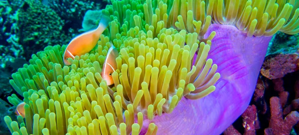 Pink Skunk Clownfish Pink Anemonefish Amphiprion Perideraion Magnificent Sea Anemone — 스톡 사진