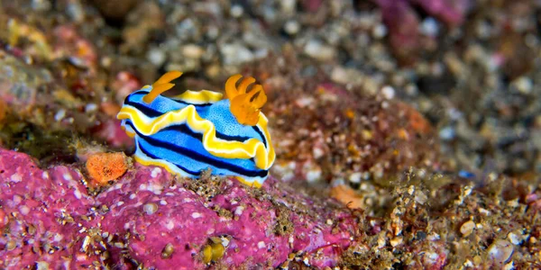 Sea Slug Dorid Nudibranch Elisabeth Chromodoris Chromodoris Elisabethina Coral Reef — Stock fotografie