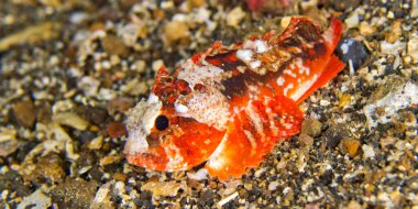 Yaban Arısı Balığı, Yaban Arısı Balığı, Parasentropogon Longispinis, Lembeh, Kuzey Sulawesi, Endonezya, Asya