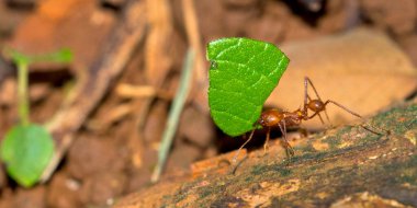 Leafcutter Ant, Tropical Rainforest, Marino Ballena National Park, Uvita de Osa, Puntarenas, Costa Rica, America clipart