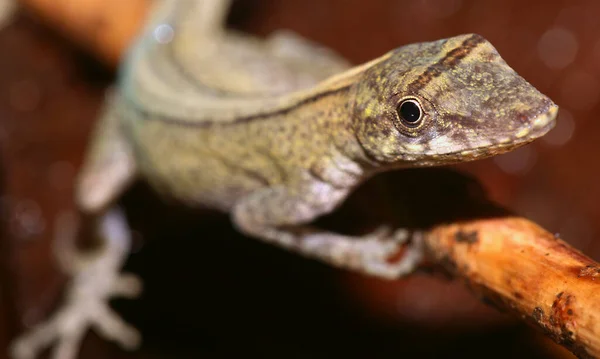Anolis Anole Lizard Tropical Rainforest Napo River Basin Amazonia Ecuador — 图库照片