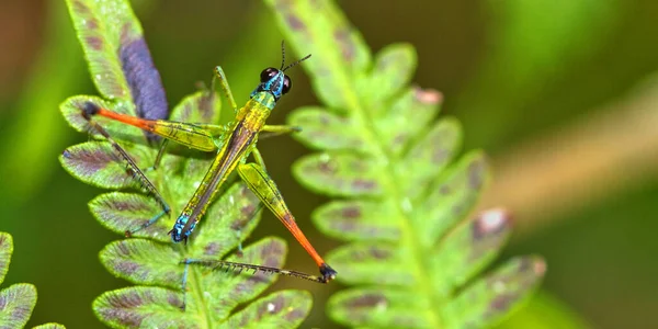 Grasshopper Tropical Rainforest Marino Ballena National Park Uvita Osa Puntarenas — Stock Photo, Image