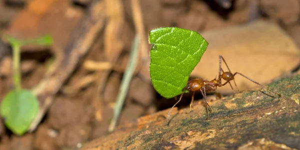 Leafcutter Ant Tropical Rainforest Marino Ballena National Park Uvita Osa — 图库照片