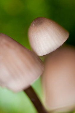 Vahşi Mantar, Sierra de Guadarrama Ulusal Parkı, Segovia, Kastilya Leon, İspanya, Avrupa