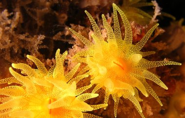 Kaplayan Deniz Anemone, Akdeniz Yıldızı, Echinaster sepositus, Cabo Cope Puntas del Calnegre Bölgesel Parkı, Akdeniz, Murcia, İspanya, Avrupa 
