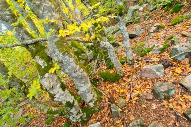 Hayedo de la Pedrosa Beech Ormanı, Riofrio de Riaza, Sierra de Ayllon, Segovia, Castilla y Leon, İspanya, Avrupa 