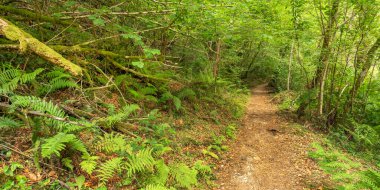 Fragas do Eume Doğal Parkı, Pontedeume, La Coruna, Galiçya, İspanya, Avrupa