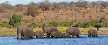 Fil, Loxodonta africana, Chobe Nehri, Chobe Ulusal Parkı, Botswana, Afrika