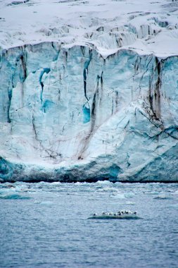 Glaocus Gull, Larus hyperboreus, Glacier Ice, Ice Floes, Ny-Alesund, Kongsfjord, Kings Bay, Oscar II Land, Arctic, Spitsbergen, Svalbard, Norway, Europe