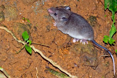 Sumichrast  Vesper Rat, Nyctomys sumichrasti, Tropical Rainforest, Corcovado National Park, Osa Conservation Area, Osa Peninsula, Costa Rica, Central America, America