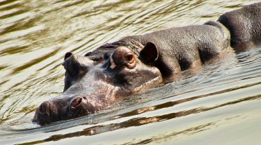 Hippo, Hippopotamus, Hippopotamus amfibi, Kruger Ulusal Parkı, Mpumalanga, Güney Afrika, Afrika
