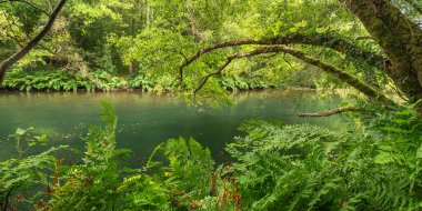 Fragas do Eume Doğal Parkı, Pontedeume, La Coruna, Galiçya, İspanya, Avrupa