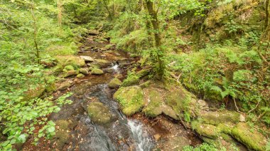 Fragas do Eume Doğal Parkı, Pontedeume, La Coruna, Galiçya, İspanya, Avrupa